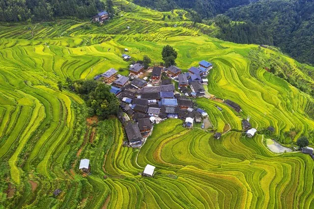 An aerial view of Jiabang Terraced Fields on August 25, 2023 in Congjiang County, Qiandongnan Miao and Dong Autonomous Prefecture, Guizhou Province of China. (Photo by Wu Dejun/VCG via Getty Images)