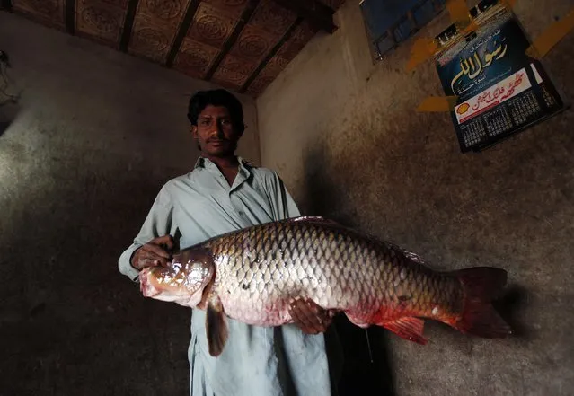 A man poses with a fish in a shop where fishermen sell their catch in Soneri village next to Keenjhar Lake, near Thatta, February 22, 2015. (Photo by Akhtar Soomro/Reuters)