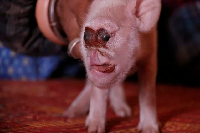 A piglet with a deformed face is seen at home of its owner in Zhijin, Guizhou province, China December 5, 2016. (Photo by Reuters/Stringer)