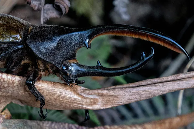 A Hercules beetle, one of the largest species of its kind, in seen at the Monteverde Cloud Forest Biological Reserve, in Puntarenas, Costa Rica, on May 23, 2023. In the Monteverde cloud forest, dense fog among the lush vegetation is increasingly rare and temperatures are increasing each year due to climate change. (Photo by Ezequiel Becerra/AFP Photo)