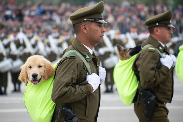 Chilean police officers march carrying puppies during the annual military parade to celebrate Independence Day and the Day of Glories of the Army in Santiago, Chile on September 19, 2023. (Photo by Matias Basualdo/ZUMA Press Wire/Rex Features/Shutterstock)