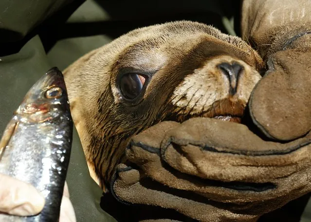 A rescued malnourished sea lion is manually fed a fish at Sea World in San Diego, California March 17, 2015. (Photo by Mike Blake/Reuters)