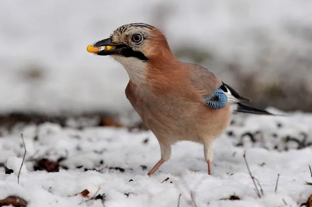 A photo made available on 26 January 2016 shows a jay (Garrulus glandarius) holding corn seeds in Pacsmagi-tavak Nature Reserve near Tamasi, 143 kms southeast of Budapest, Hungary, 24 January 2016. (Photo by Attila Kovacs/EPA)