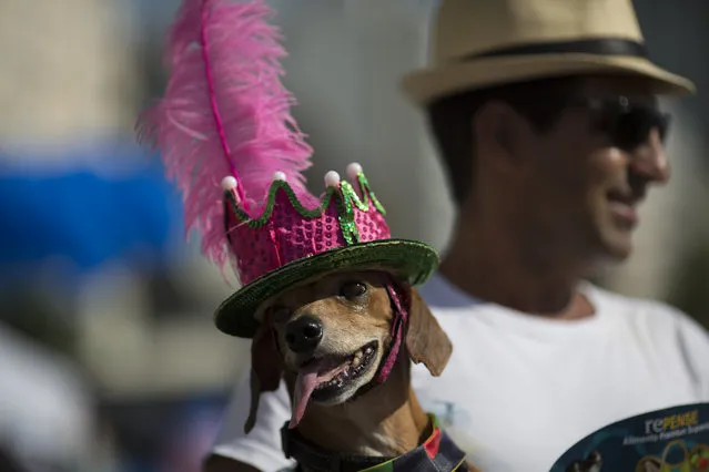 A dog named Caique attends a carnival pet parade, wearing a feathered hat in Rio de Janeiro, Brazil, Sunday, January 31, 2016. (Photo by Leo Correa/AP Photo)