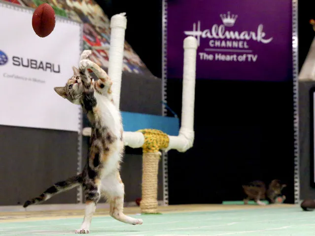 In this October 21, 2015 file photo, a kitten plays with a toy football during a taping of Kitten Bowl III in New York. The Hallmark Channel taped Kitten Bowl III ahead of broadcast on Super Bowl Sunday, on February 7. (Photo by Mary Altaffer/AP Photo)
