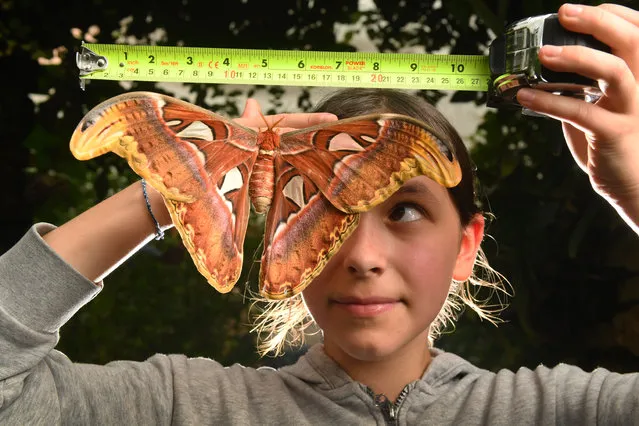 Measuring the Worlds largest moth, Uma Low (11) from Alva, Scotland, notes the Atlas's ( Attacus Atlas ) record breaking 27 centimetre wingspan whilst on an education trip to the Stratford butterfly farm in Warwickshire on October 17, 2023, where the moth, the size of a dinner plate, is the first to emerge from a cocoon in over two and a half years amongst the tropical environment. Emerging from it's cocoon, the species common to Thailand joins up to 250 different types of tropical butterfly from twenty countries flying in the rainforest conditions and will use it's wing tips that are reminiscent of snakes heads to warn off any predators in it's short week long life span. (Photo by Russell Sach)