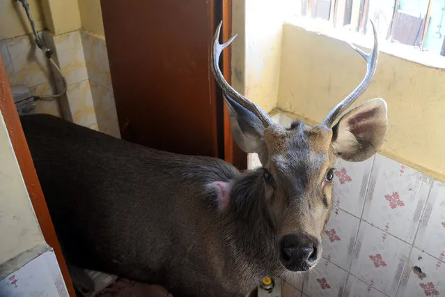 A sambar deer looks on while trapped in a toilet stall of a school in the northern Indian hill town of Shimla on December 6, 2018. The adult deer was rescued by forestry department officials and released at a nearby nature reserve. (Photo by AFP Photo/Stringer)