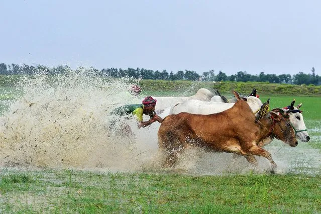 Moichara or Bull race is a rural festival where a pair of bulls race each other during the monsoon season. This race is performed by a farmer in Parganas, India on July 4, 2021. (Photo by Sumit Sanyal/SOPA Images/Rex Features/Shutterstock)