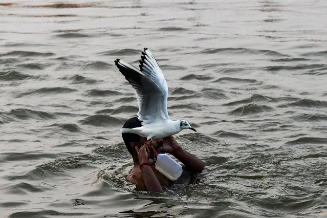 A seagull flies past as an Indian devotee takes a dip on the banks of the Triveni Sangam, the confluence of the Ganges, Yamuna and mythical Saraswati rivers, as people gather for the Kumbh Mela festival in Allahabad on January 14, 2019. State authorities in Uttar Pradesh are expecting 12 million visitors to descend on Allahabad for the centuries-old festival, which officially begins on January 15 and continues until early March. (Photo by Chandan Khanna/AFP Photo)