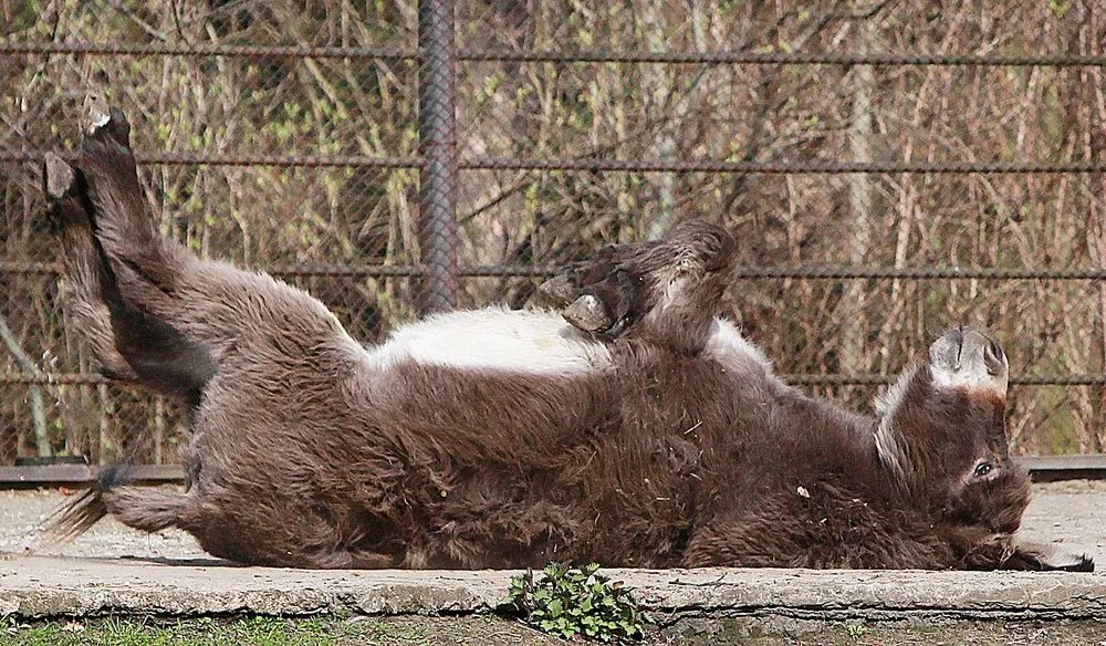 The Week in Pictures: Animals, April 4 – April 10, 2015