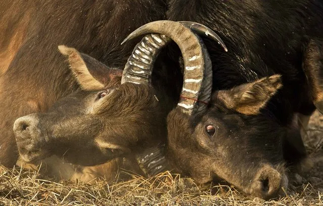 In this Wednesday, January 16, 2019, file photo, a pair of buffalos lock horns during a traditional buffalo fight held as part of Magh Bihu festivities at Boidyabori village, east of Gauhati, India. Magh Bihu is the harvest festival of the northeastern Indian state of Assam and is observed in the Assamese month of Magh, that coincides with January. (Photo by Anupam Nath/AP Photo)