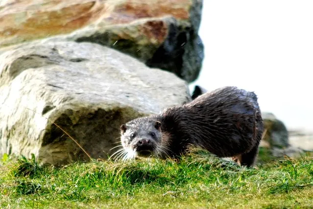 A Sea Otter foraging the West Cork shoreline after the storm, on December 27, 2013. (Photo by Niall Duffy/PA Wire)