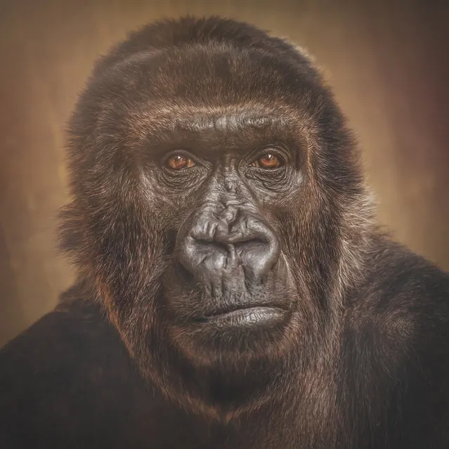 Western lowland gorilla, Boma. (Photo by Manuela Kulpa/Caters News)