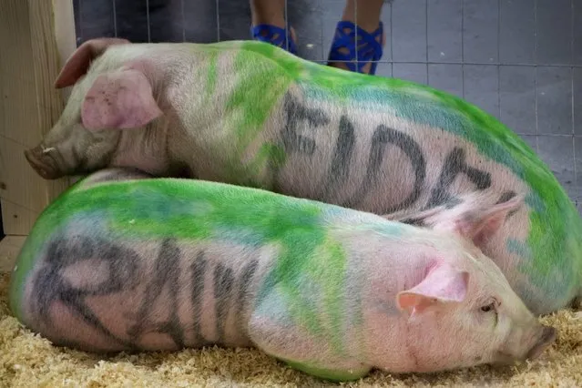 Two pigs with the names “Fidel” and “Raul” written on their bodies are shown as part of the exhibition “Pork” by the Cuban artist Danilo Maldonado Machado, known as El Sexto, at the Market Gallery in Miami, Florida, USA, 25 February 2016. In 2014, Maldonado was detained in Havana, Cuba, where he was planning to put on a performance trying to ridicule the regime using two pigs on which he had had written the words “Fidel” and “Raul”. (Photo by Cristobal Herrera/EPA)