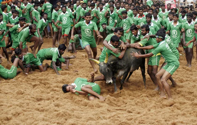 Participants tackle a bull as it charges towards another during a bull-taming sport called Jallikattu in Palamedu, about 434 kilometers (269 miles) south of Chennai, India, Wednesday, January 15, 2014. (Photo by Arun Sankar K./AP Photo)