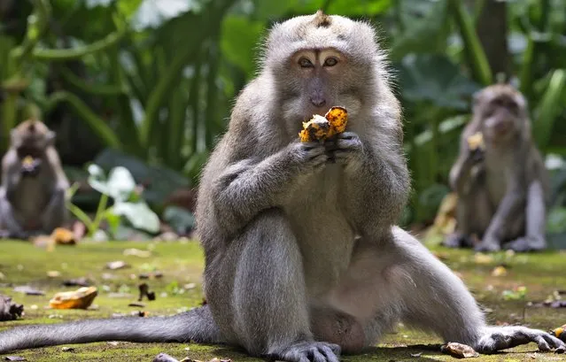 Macaques eat bananas during feeding time at Sangeh Monkey Forest in Sangeh, Bali Island, Indonesia, Wednesday, September 1, 2021. Deprived of their preferred food source – the bananas, peanuts and other goodies brought in by the tourists now kept away by the coronavirus – hungry monkeys on the resort island of Bali have taken to raiding villagers’ homes in the search for something tasty. (Photo by Firdia Lisnawati/AP Photo)