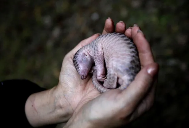 An activist holds a baby pangolin prior to its release into the wild with its mother, in Sibolangit, North Sumatra, Indonesia, Monday, April 27, 2015. (Photo by Binsar Bakkara/AP Photo)