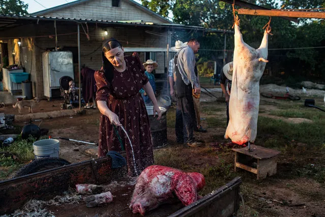 A family slaughter a pig at a Mennonite camp in Mexico to mark the arrival of the “small moon”. (Photo by Nadia Shira Cohen/World Press Photo 2019)