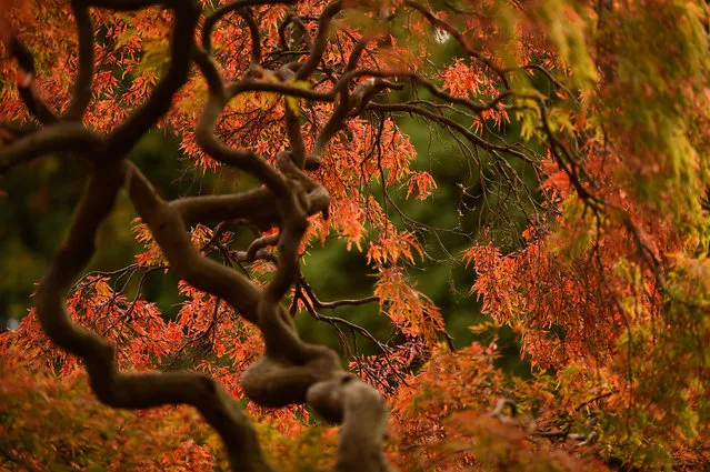 Autumn colours are seen on foliage at the Botanic gardens in Dublin, Ireland, October 4, 2018. (Photo by Clodagh Kilcoyne/Reuters)