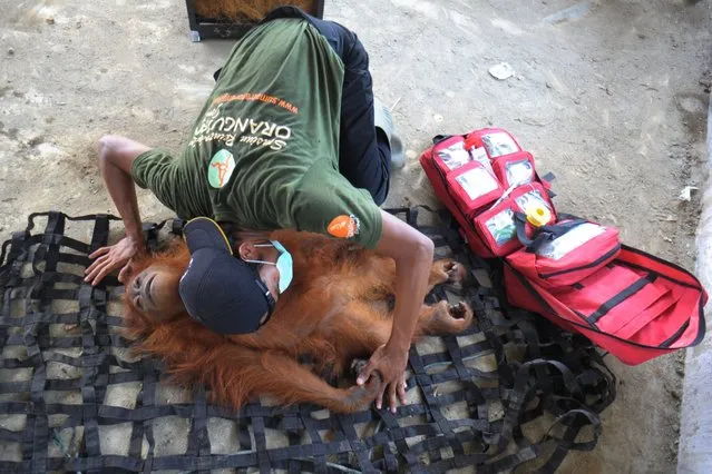 An environmental activist from the Sumatran Orangutan Conservation Programme (SOCP) checks on the condition of a 6-year-old wild orangutan rescued from a plantation in Kuala Batee, Aceh province on March 24, 2016. The Orangutan is currently listed as critically Endangered by the IUCN (International Union for the Conservation of Nature and Natural Resources) with only about 6,000 Sumatran orangutans remaining. (Photo by Chaideer Mahyuddin/AFP Photo)