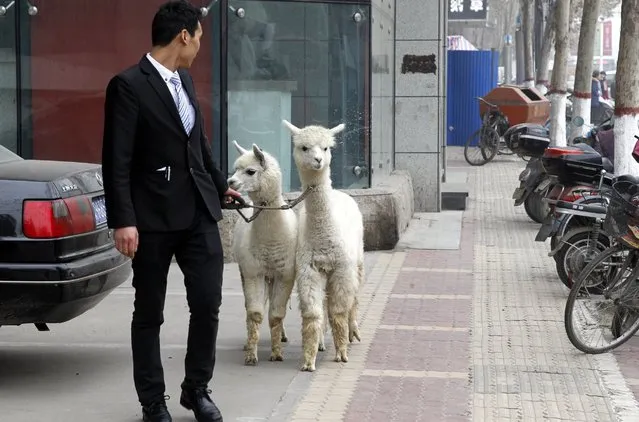 A man walks two alpacas on pavement on January 4, 2016 in Zhengzhou, Henan Province of China. A food store manager borrowed two alpacas from friends to attract customers in Zhengzhou. (Photo by ChinaFotoPress/ChinaFotoPress via Getty Images)