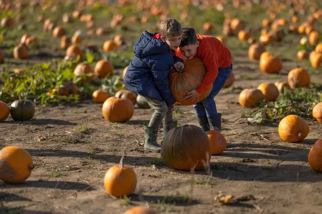 Young lads grapple with a large pumpkin at Tulleys farm on October 22, 2021 in Crawley, England. Tulleys Farm's annual “Pick Your Own Pumpkins” event takes place over 60 acres of land throughout the month of October, with approximately 450,000 pumpkins available. Tickets for the event can be purchased using cryptocurrency. (Photo by Dan Kitwood/Getty Images)