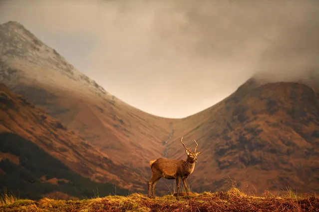 Scottish red deer graze in Glen Etive following the end of the rutting season on Novemebr 16, 2016 in Glen Etive, Scotland. The rutting season sees the large dominant red deer stags compete against each other for mating rights and can be heard roaring and bellowing in an attempt to attract the hinds. The rut draws to a close in early November when the stags spend the winter feeding to regain strength for the following season. (Photo by Jeff J. Mitchell/Getty Images)
