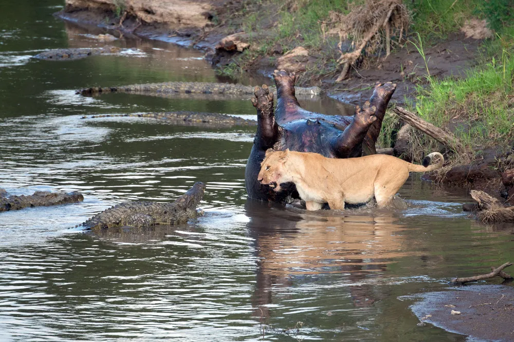 Lion Fights Crocs over Hippo