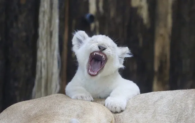 One of four white lion babies tries to roar as it sits on the back of its mother “Kiara” at the zoo in Magdeburg, eastern Germany, on March 2, 2017. Four white lion babies were born at the zoo six weeks ago. (Photo by Peter Gercke/AFP Photo/DPA)