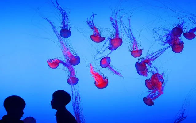 Kids watch jellyfish at the jellyfish aquarium of Nanjing Underwater World on July 3, 2019 in Nanjing, Jiangsu Province of China. The aquarium in Nanjing has 11 kinds of jellyfish from all over the world. (Photo by Yang Bo/China News Service/VCG via Getty Images)