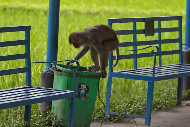 In this July 10, 2019, photo, a monkey scavenges for food in a garbage bin about a kilometer away from Pashupatinath Temple in Kathmandu, Nepal. Lately the monkeys from Pashupatinath have been wandering further away from the temple and forest area in search of food because the forests have become thin and bears less fruit. The temple is revered by Hindus and draws pilgrims come from all over the world. The monkeys are a key feature of the temple area. (Photo by Niranjan Shrestha/AP Photo)