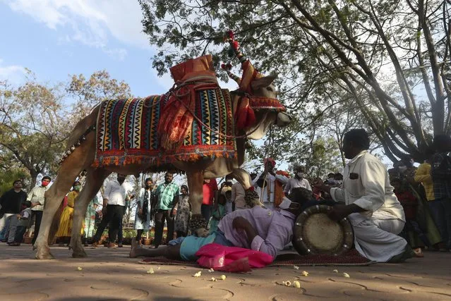 A man performs stunts with Gangireddu, a sacred decorated bull, as a part of the annual Makar Sankranti festival in Hyderabad, India, Friday, January 14, 2022. The festival marks the return of the sun to the northern hemisphere. (Photo by Mahesh Kumar A./AP Photo)