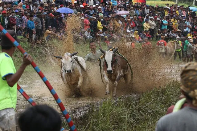 A jockey rides two cows during the traditional cattle race “Pacu Jawi” in Tanah Datar district, West Sumatra Province, Indonesia on Saturday, February 5, 2022. Pacu Jawi is an annual cattle race held every year after the rice harvest, which has been a hereditary tradition that is now an attraction for local and foreign tourists. (Photo by Adi Prima/Anadolu Agency via Getty Images)