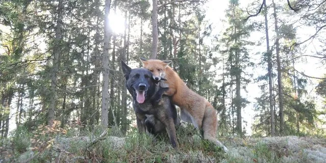 Life Fox And Hound