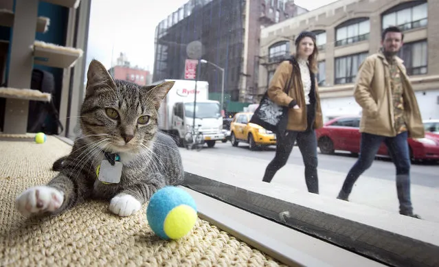 A cat is pictured sitting at the window of the cat cafe in New York April 23, 2014. The cat cafe is a pop-up promotional cafe that features cats and beverages in the Bowery section of Manhattan. (Photo by Carlo Allegri/Reuters)