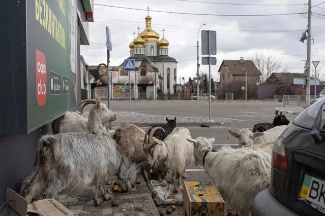 Goats eat potatoes in front of a supermarket, during an evacuation of civilians, as Russia's invasion of Ukraine continues, in the town of Irpin outside Kyiv, Ukraine, March 13, 2022. (Photo by Marko Djurica/Reuters)