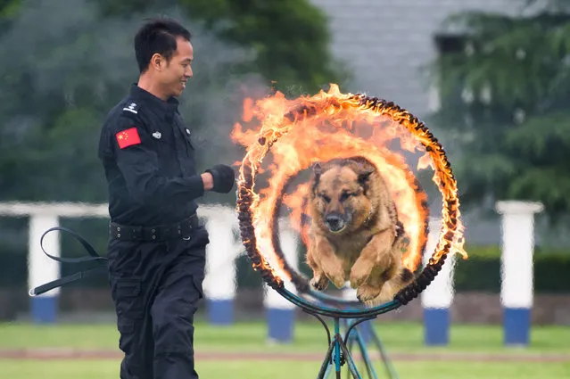 A police dog jumps through a burning ring during a show in Guiyang, Guizhou province, China May 15, 2016. (Photo by Reuters/Stringer)