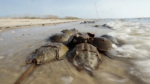 Spawning horseshoe crabs are seen along Reeds Beach, N.J. The Fish and Wildlife Service has completed restoration of the first of 31 beaches affected by Hurricane Sandy, according to the Philadelphia Inquirer. (Photo by Elizabeth Robertson/AP Photo)