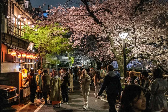 People walk underneath blooming cherry blossoms along the Meguro River in Tokyo on March 29, 2022. (Photo by Philip Fong/AFP Photo)