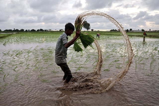 A farm labourer holds rice sapling as he prepares to plant them in a field on the outskirts of Ahmedabad, India, on July 22, 2024. (Photo by Amit Dave/Reuters)