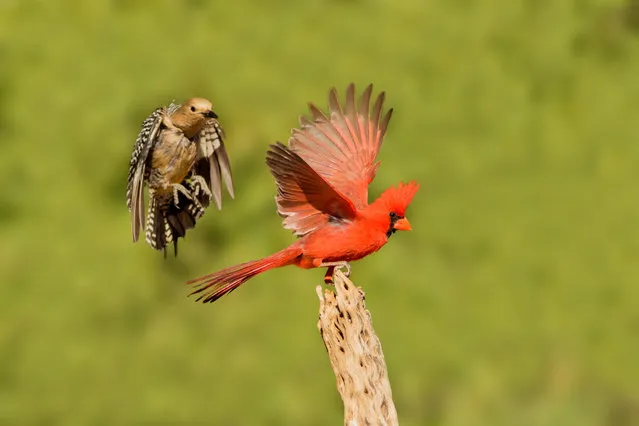 A northern cardinal and Gila woodpecker, Amado, Santa Cruz County, Arizona, US. (Photo by Rick & Nora Bowers/Alamy Stock Photo)