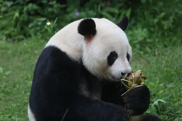 A giant panda holds food wrapped in the shape of a “zongzi”, or rice dumpling, offered by a zookeeper ahead of the Dragon Boat festival, at a zoo in Shenzhen, Guangdong province, China May 25, 2017. (Photo by Reuters/Stringer)