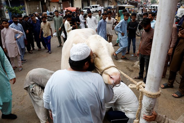 A man kisses his sacrificial bull before it is slaughtered during Eid al-Adha celebrations in Karachi, Pakistan on June 17, 2024. (Photo by Akhtar Soomro/Reuters)