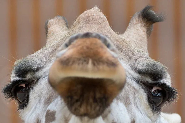 Giraffe “Maud” looks on in the zoo in Kronsberg am Taunus, central Germany, on May 28, 2014. (Photo by Boris Roessler/AFP Photo/DPA)