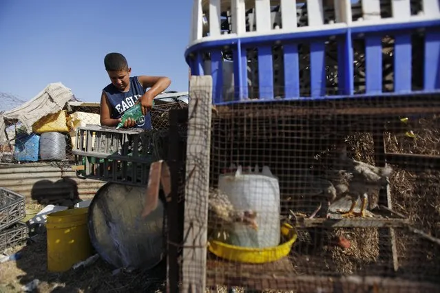 In this Tuesday, July 21, 2015, photo, a Palestinian boy pours water for birds in the village of Susiya, south of the West Bank city of Hebron. (Photo by Majdi Mohammed/AP Photo)