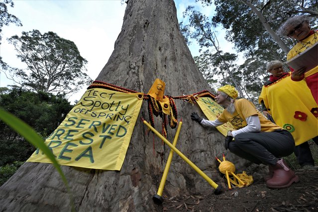 On World Environment Day more than twenty members of the Knitting Nannas conservation and enviromental group wrap Big Spotty, a giant spotted gum, in the North Brooman State Forest near Termiel, Australia, 05 June 2023. Big Spotty is a 72 metres high, 12 metres wide, possibly the tallest spotted gum in the world, dated at around 500 years old. The area in which Big Spotty is growing has been identified for logging which is due to start in September this year. (Photo by Dean Lewins/EPA/EFE)