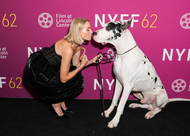 British actress Naomi Watts puckers up for a sweet pic with Bing the Great Dane at “The Friend” premiere during the 62nd New York Film Festival on October 3, 2024. (Photo by John Nacion/Variety via Getty Images)