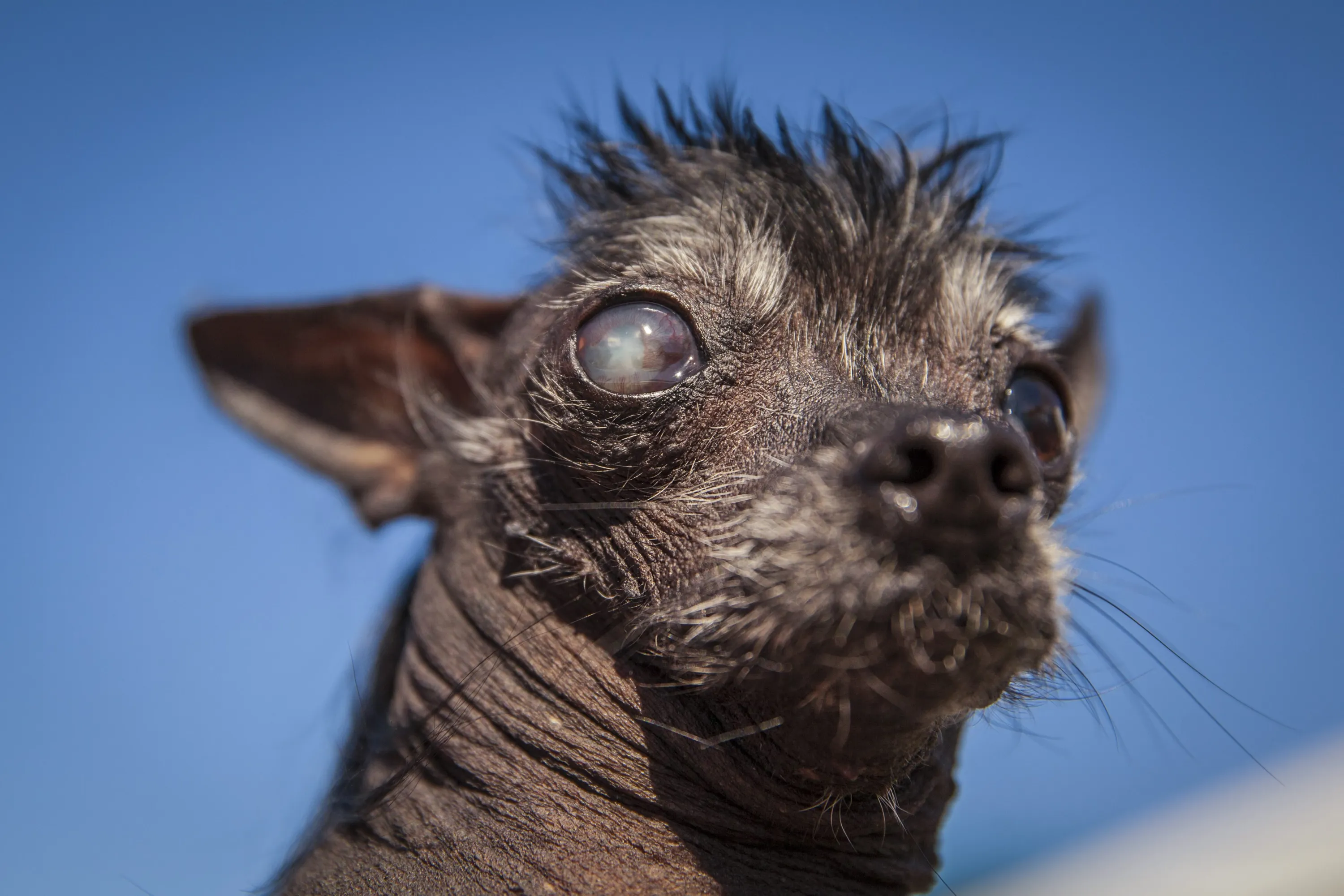 Ugly dog contestant Rue, owned by Annie Ragsdale, waits for the start of th...