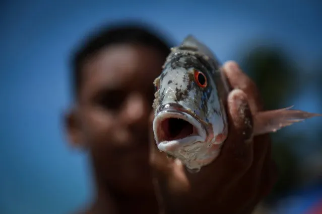 A fisherman holds a fish in Recife, Brazil, 01 November 2019 (issued 02 November 2019). According to reports, Pernambuco is one of the most affected territories by an oil spill of yet unknown origin. The oil which is believed to be coming from a ship has affected around 300 beaches on Brazil's coastline. (Photo by Diego Nigro/EPA/EFE)