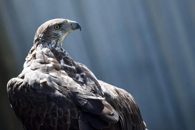 This photograph taken on June 9, 2022 shows a Bonelli's eagle in the breeding center in Saint-Denis du Payre, western France. For an endangered species that breeds “rarely in captivity”, this is a new feat: five young Bonelli's eagles born in a breeding farm in Vendee will join Spain this summer to be released. (Photo by Sebastien Salom-Gomis/AFP Photo)